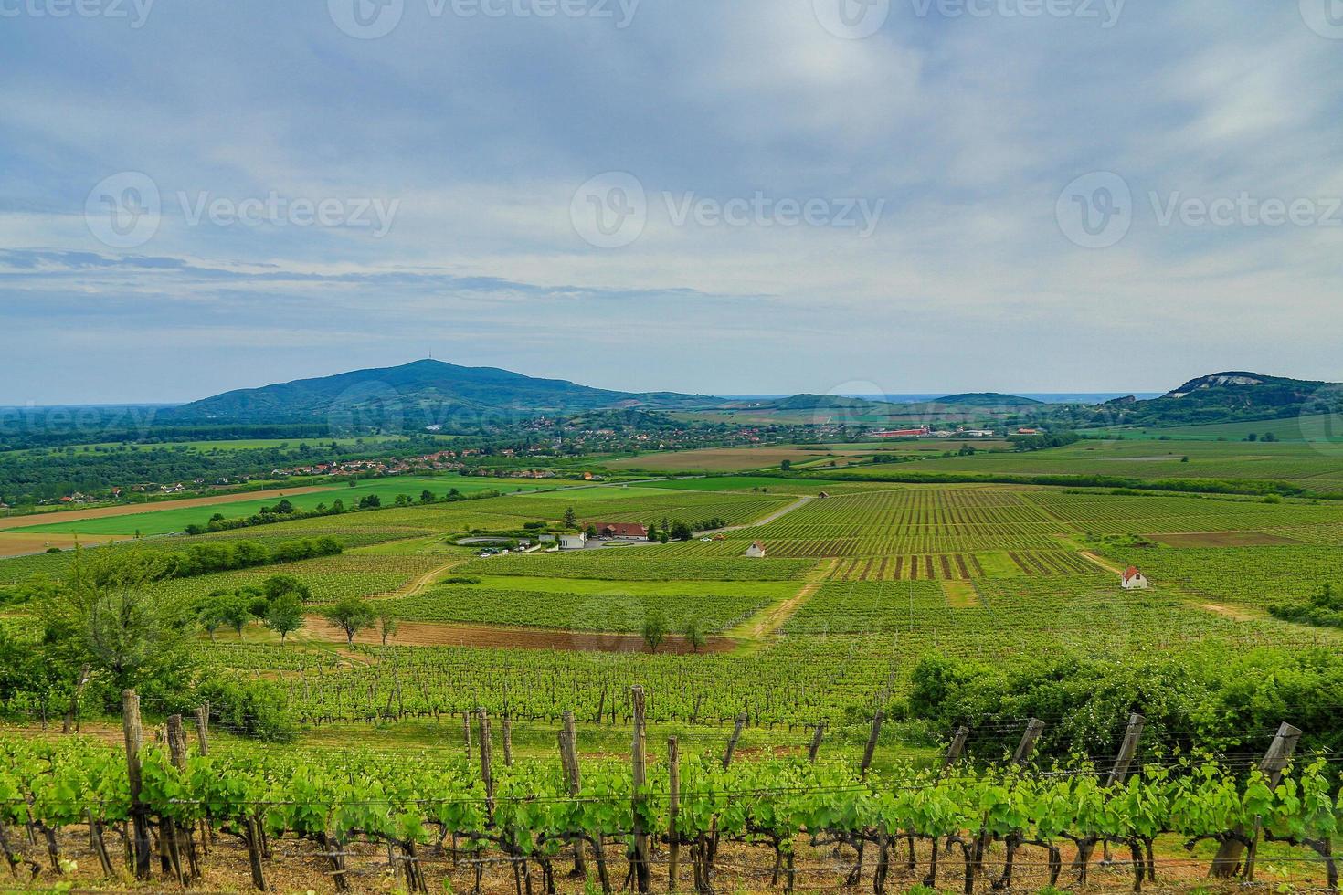 tokaj kulle med vingårdar foto