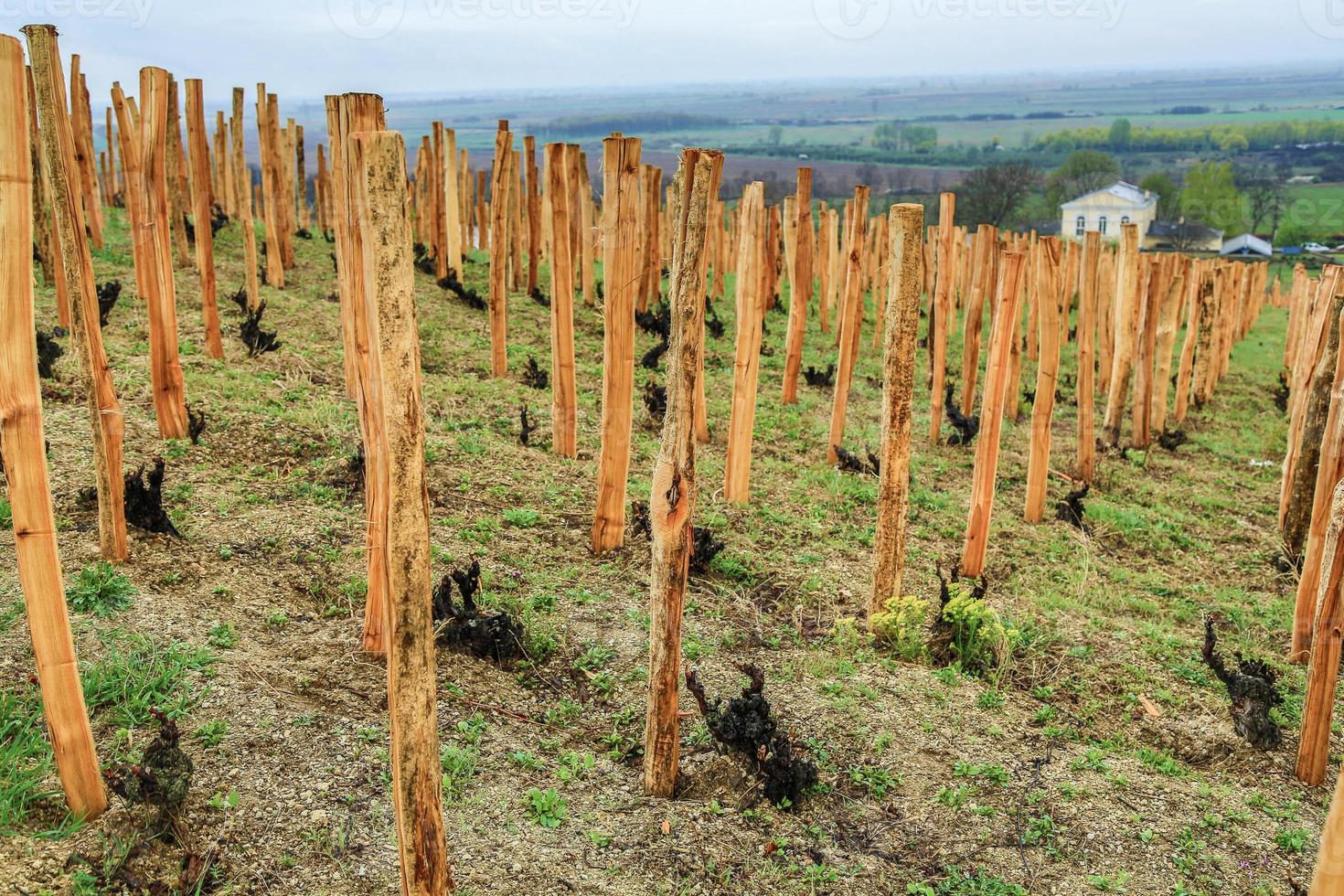 gammal vinstockar i tokaj foto