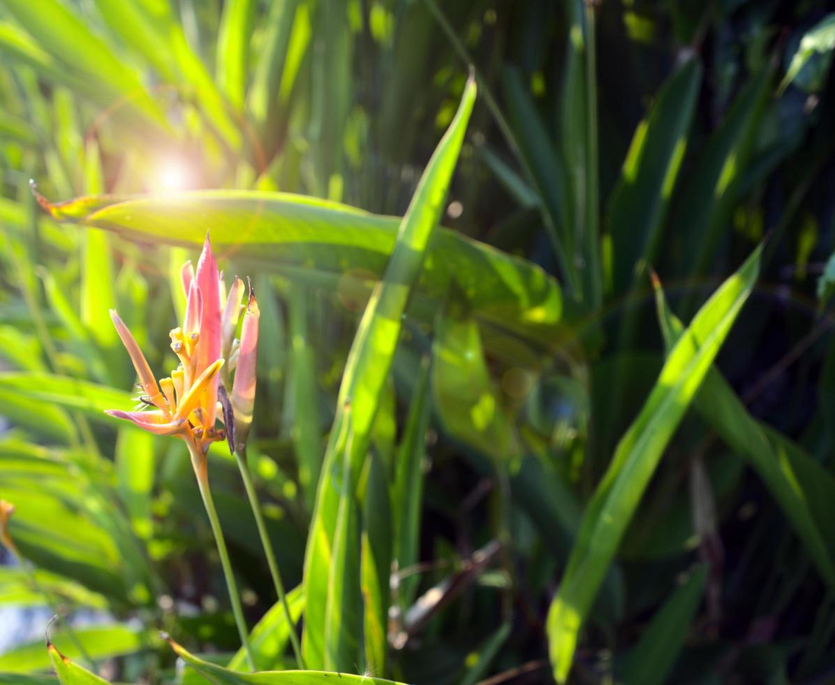 exotisk blomma, paradisfågel, strelitzia eller kranblomma foto