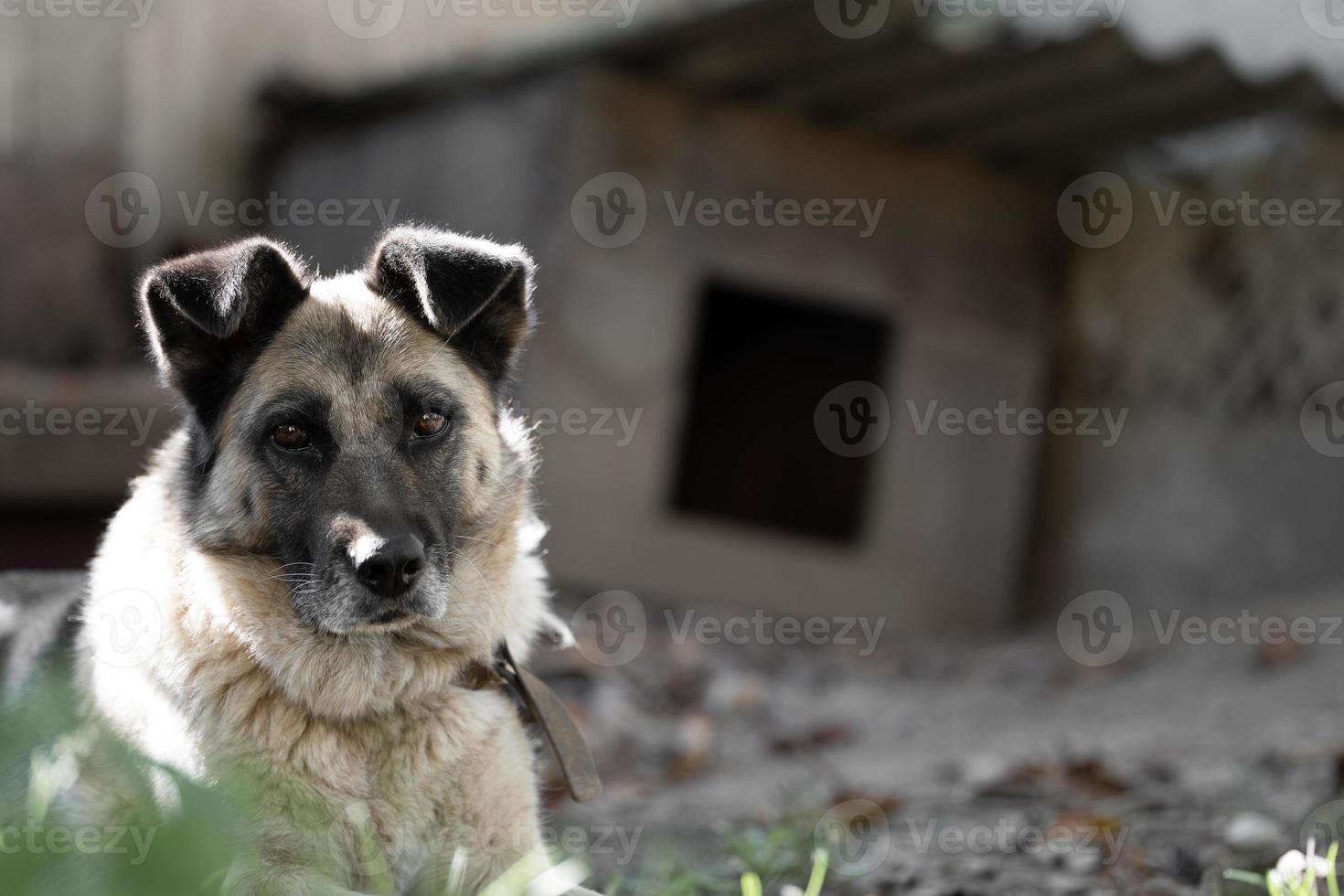 en ensam och ledsen vakt hund på en kedja nära en hund hus utomhus. foto
