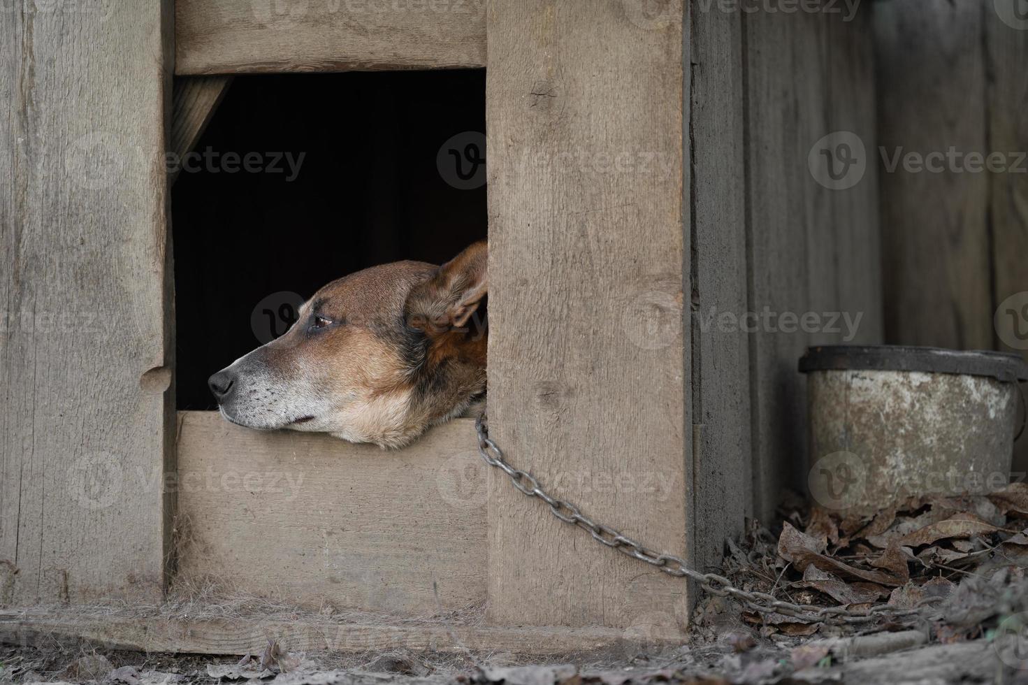 en ensam och ledsen vakt hund på en kedja nära en hund hus utomhus. foto