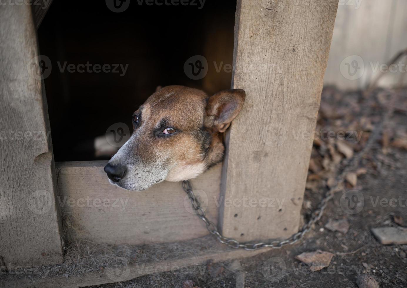 en ensam och ledsen vakt hund på en kedja nära en hund hus utomhus. foto