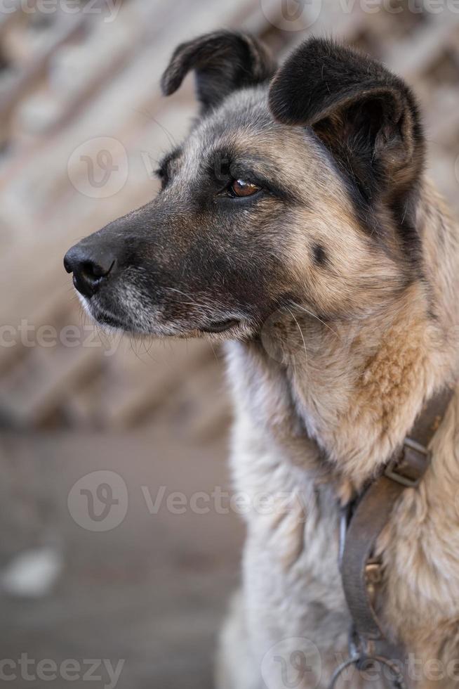 en ensam och ledsen vakt hund på en kedja nära en hund hus utomhus. foto