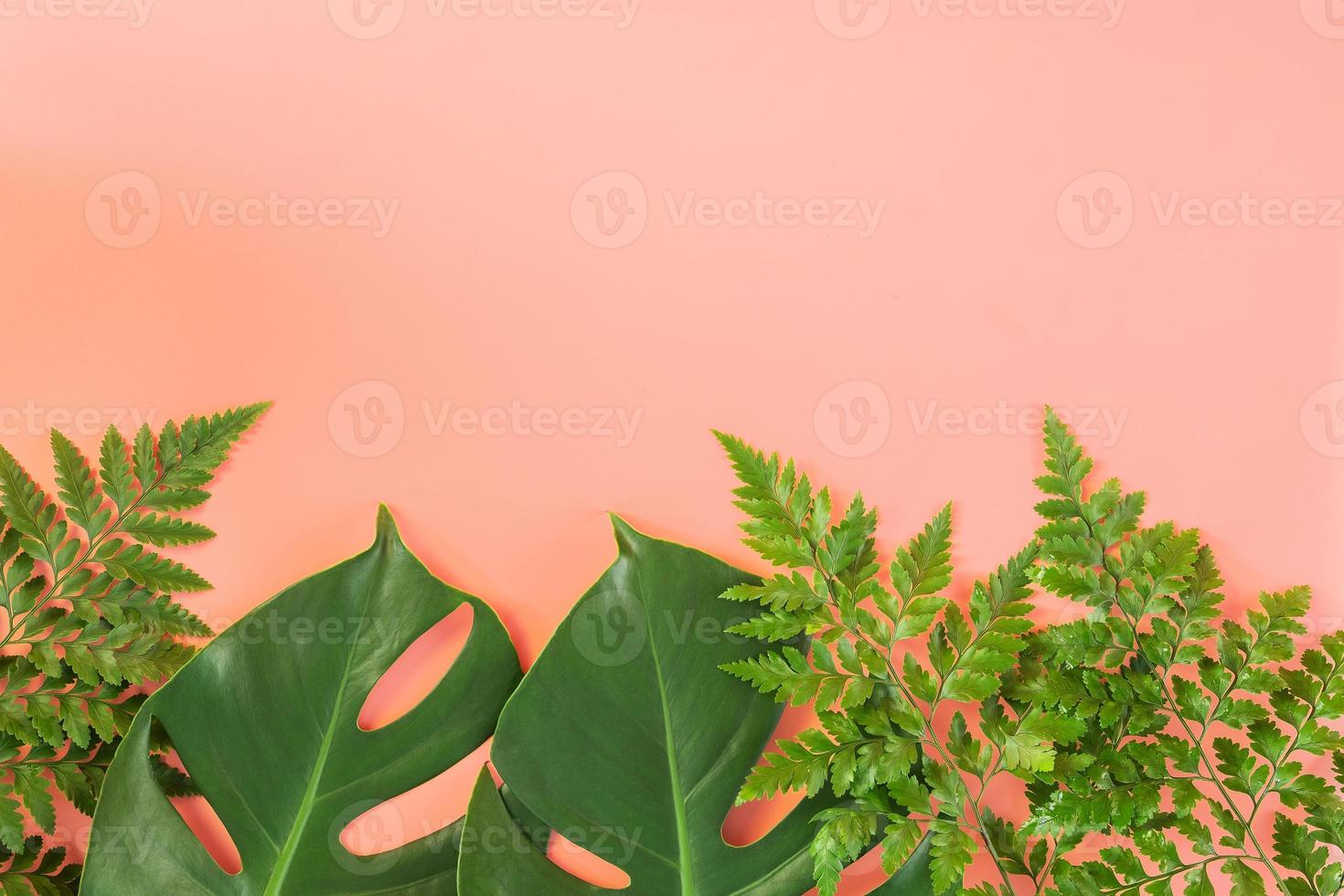 monstera och ormbunksblad på rosa bakgrund foto