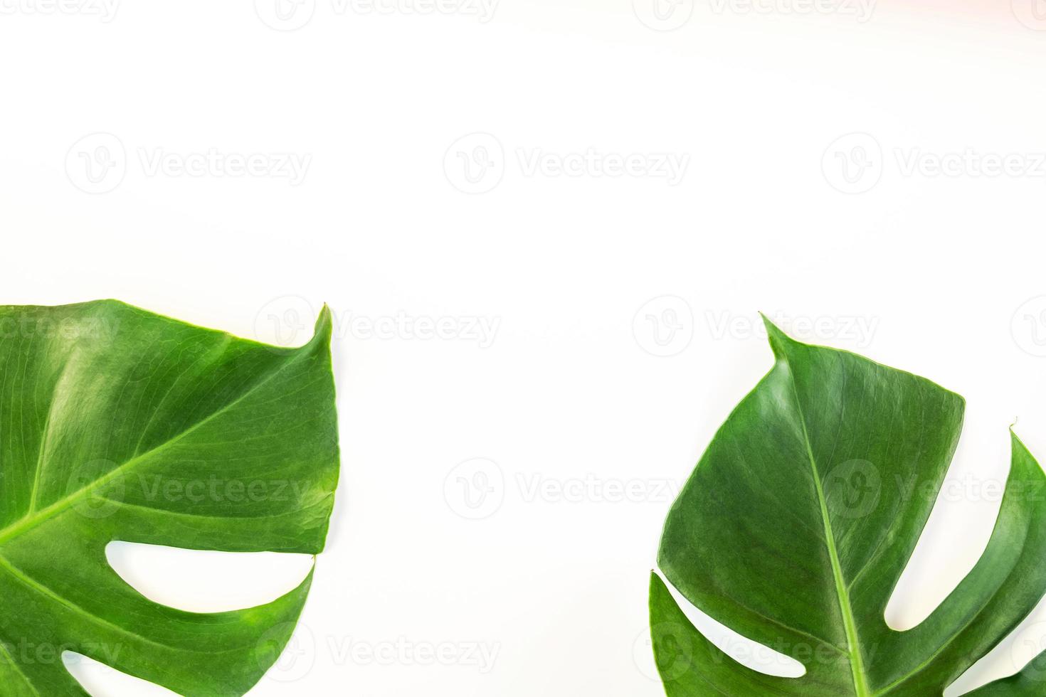 monstera lämnar på vit bakgrund foto