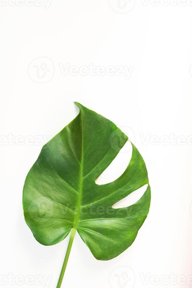 monstera lämnar på vit bakgrund foto