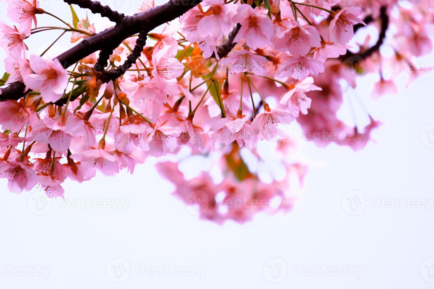 mjuk pastell Färg skön körsbär blomma sakura blomning med fading in i pastell rosa sakura blomma, full blomma en vår säsong i japan foto