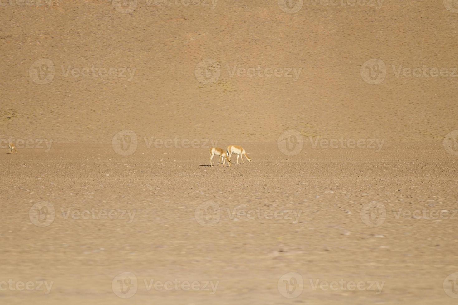 lamas vid eduardo avaroa andean fauna nationalreservat i bolivia foto