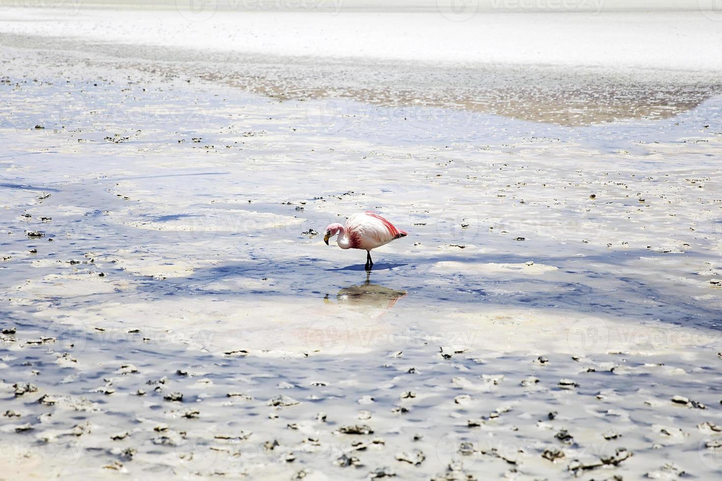 flamingo vid laguna hedionda i bolivia foto