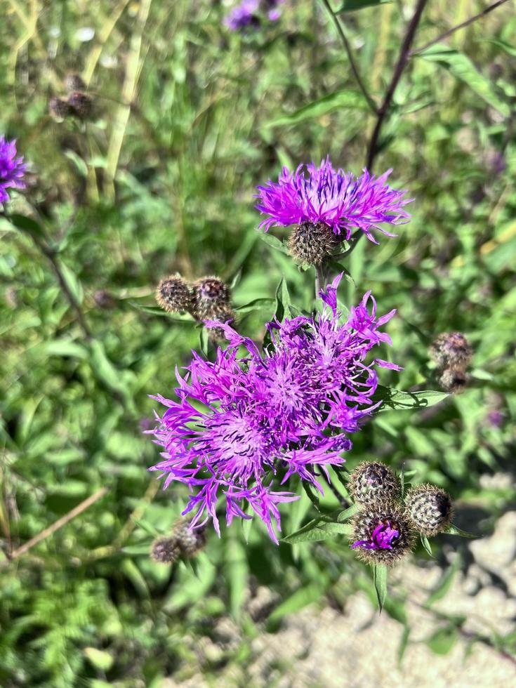 sommar tistel blommor foto