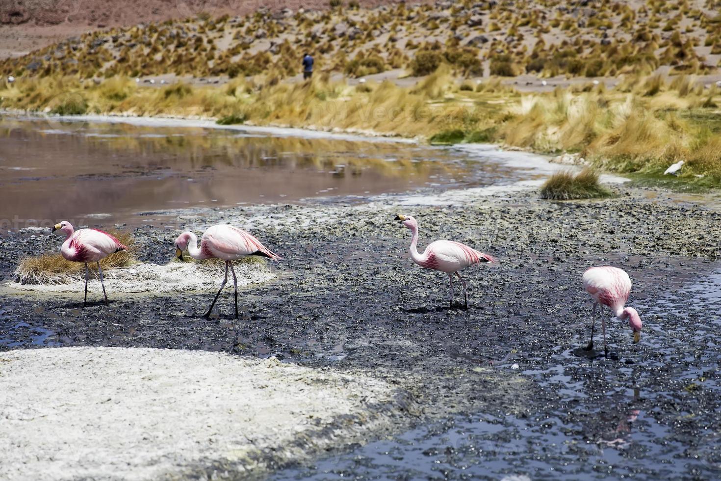 laguna colorada i bolivia foto