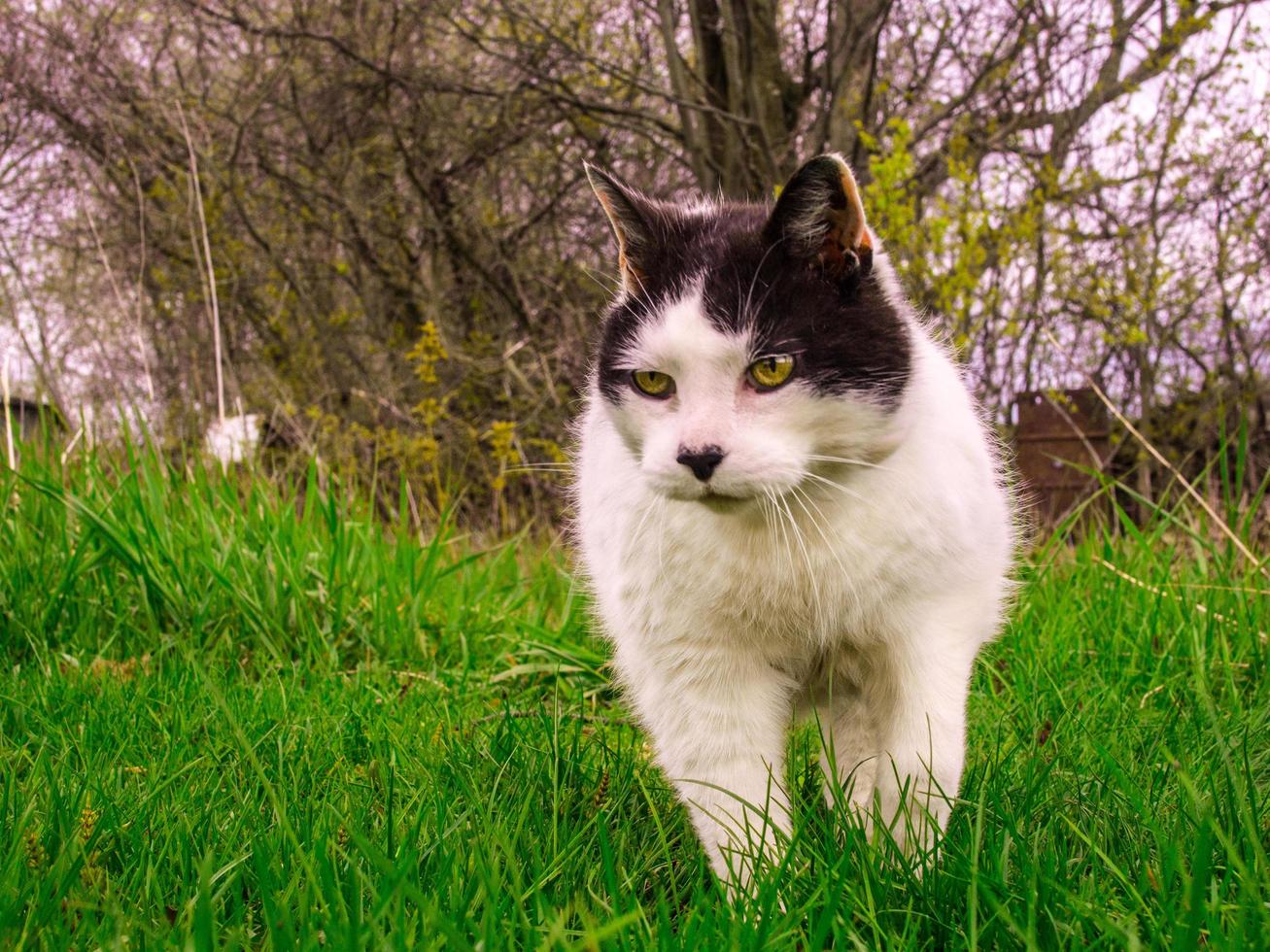 svartvit katt som går i gräsbevuxen åker med träd foto