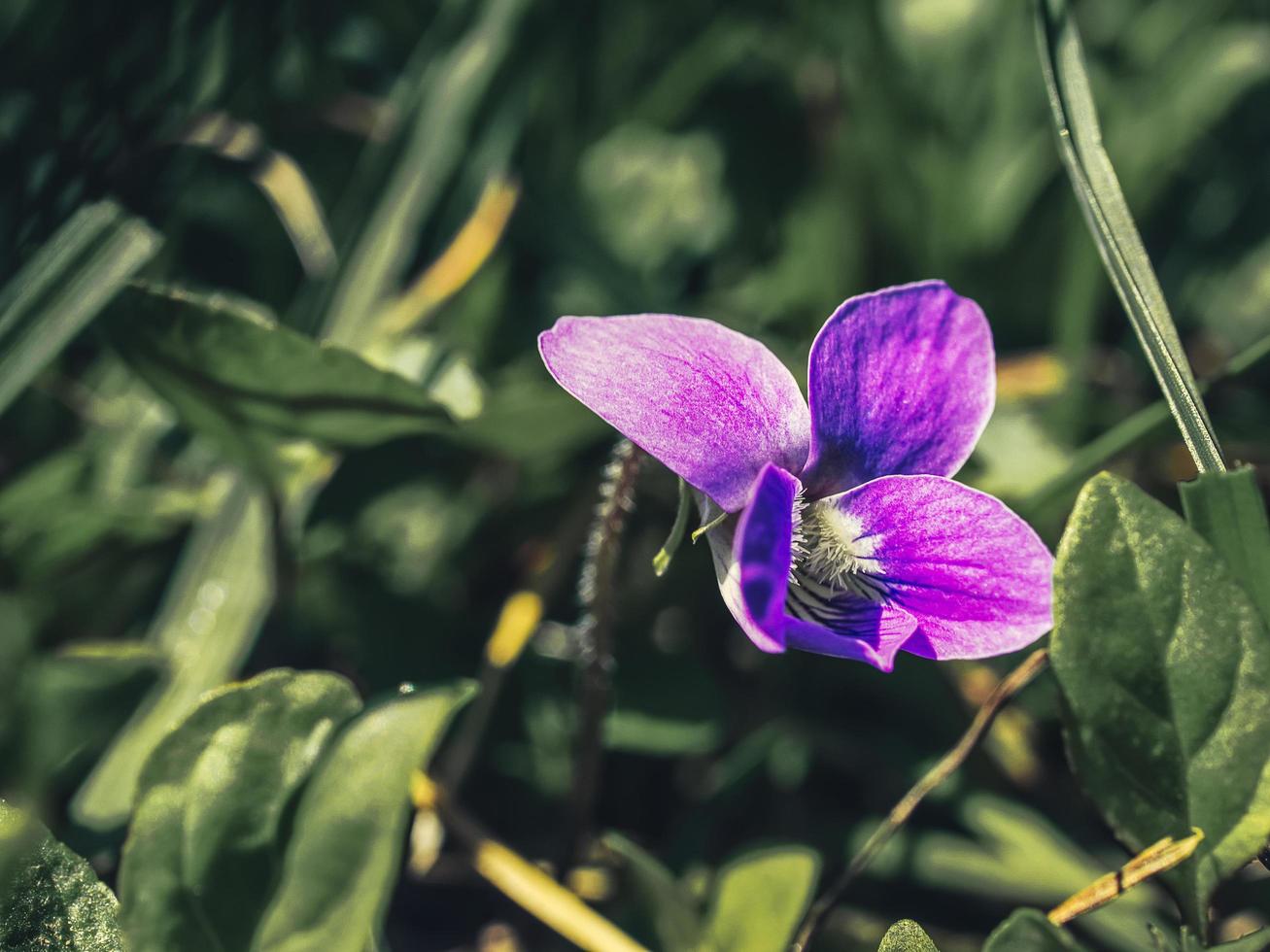 en enda lila blomma bland gröna växter foto