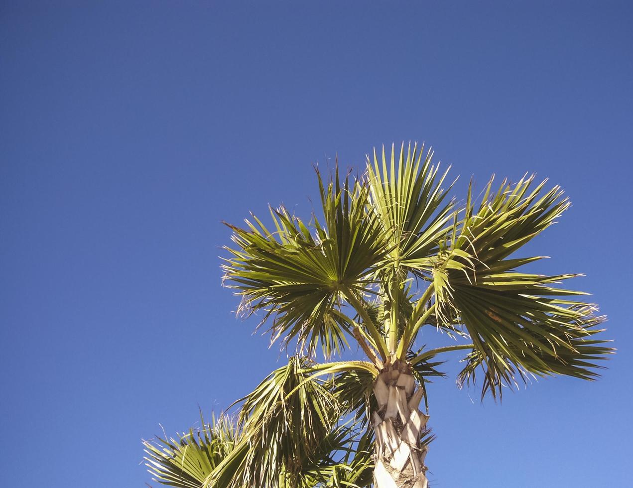 en palm under en klarblå himmel foto