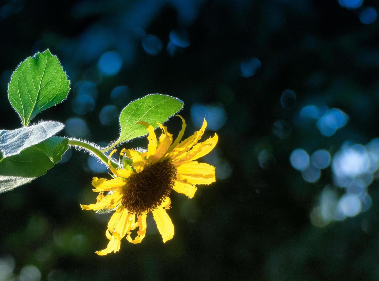 en bakgrundsbelyst solros med suddig grön bakgrund foto