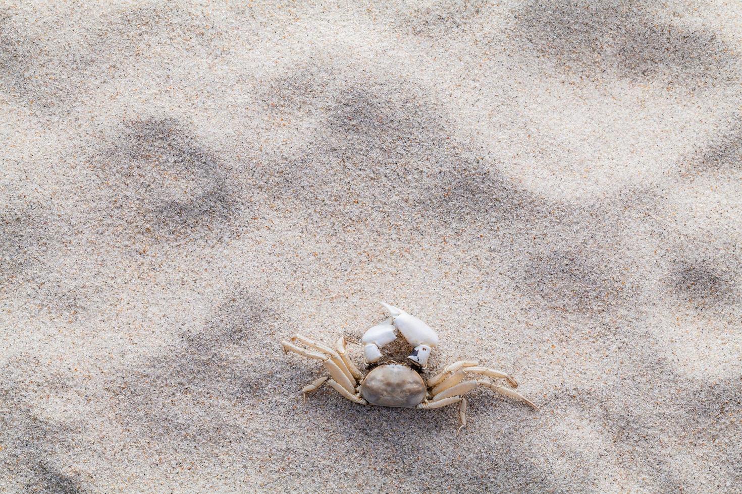 en krabba i sand foto