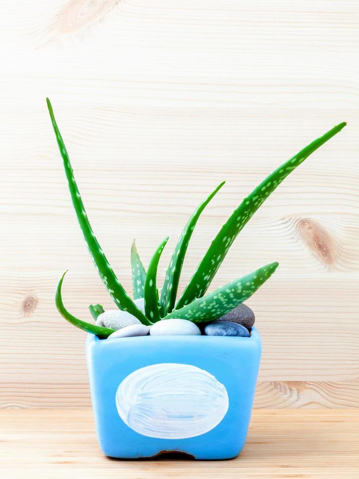 aloe vera i en blå kruka foto