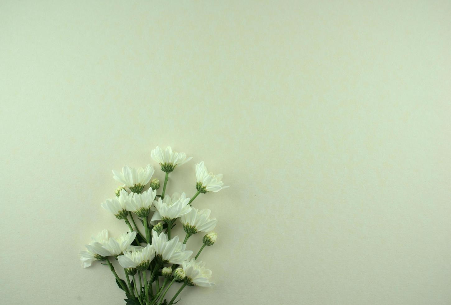 vita blommor platt låg på grå vit bakgrund foto