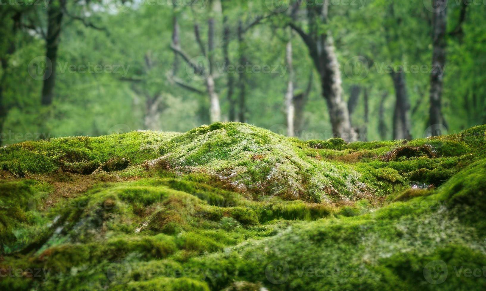 grön natur bakgrund foto