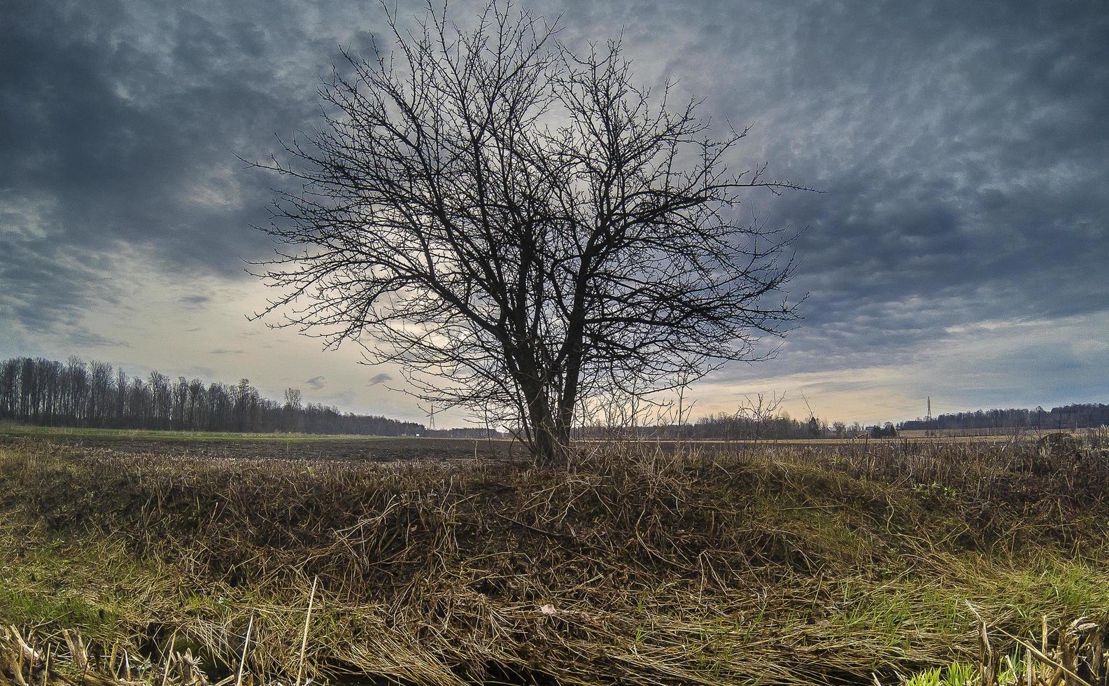 enda träd i ett fält mot en molnig blå himmel foto