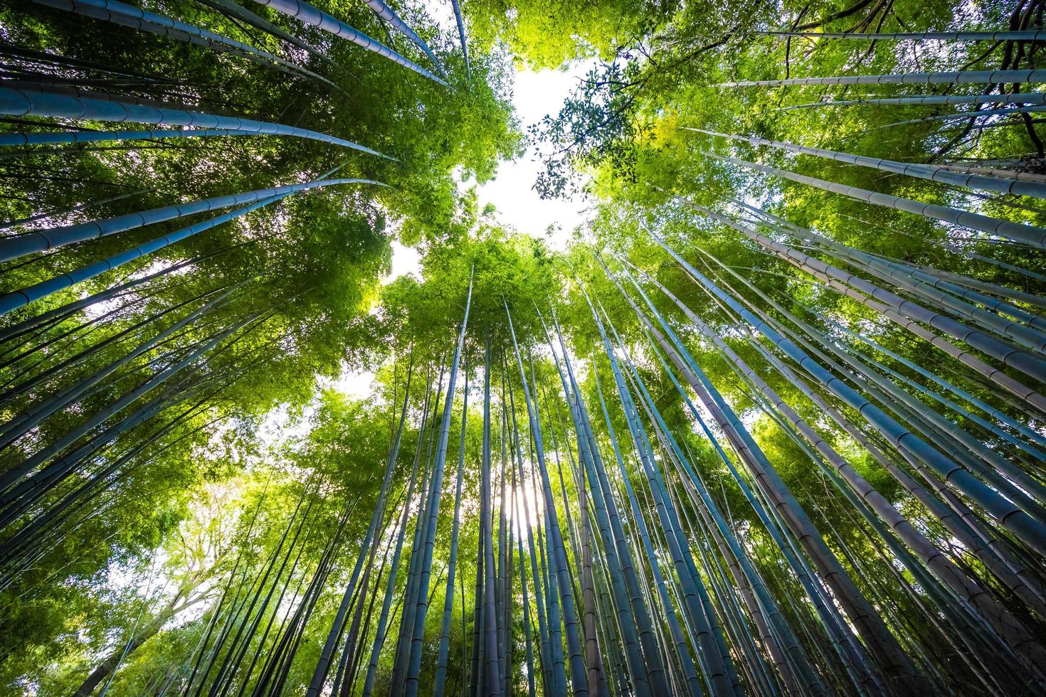 vacker bambuskog vid arashiyama, kyoto, japan foto