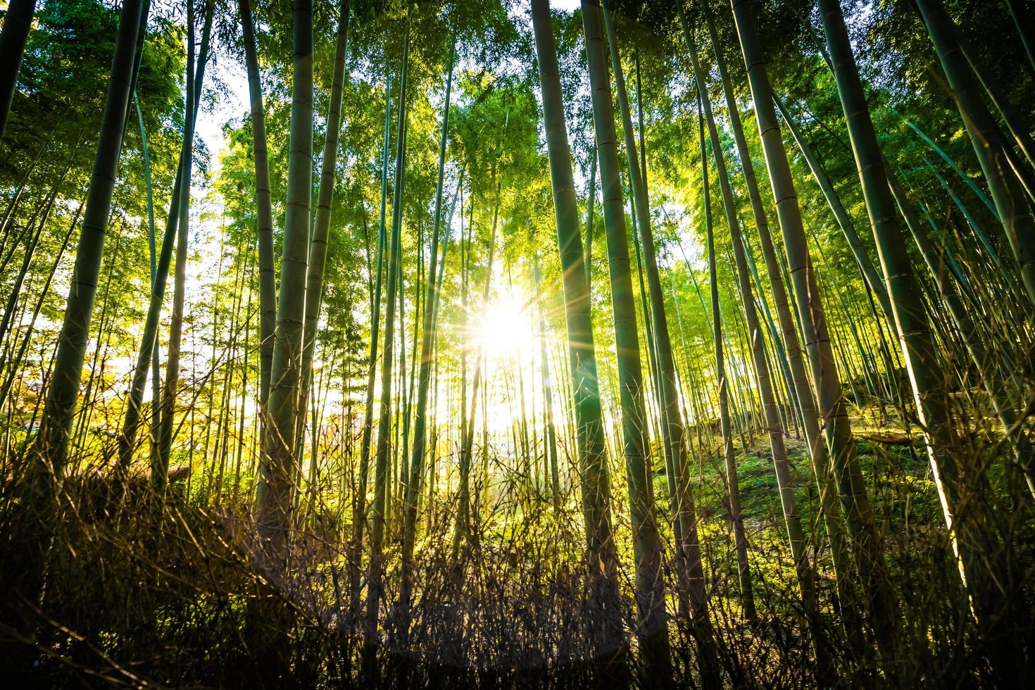 bambulund i skogen vid arashiyama i kyoto, japan foto