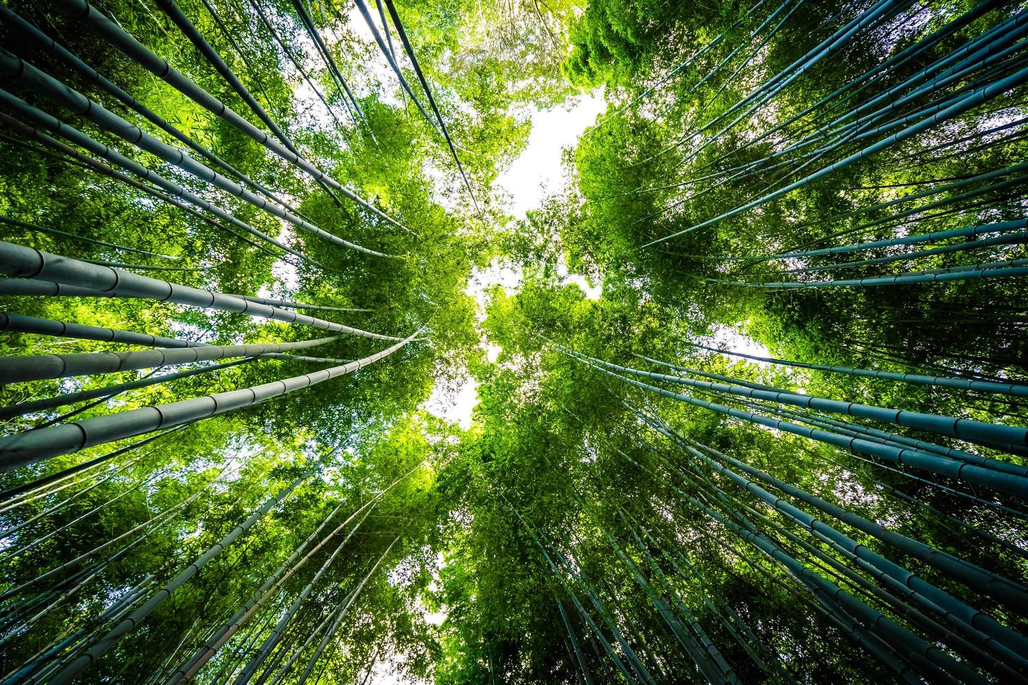 bambulund i skogen vid arashiyama i kyoto, japan foto