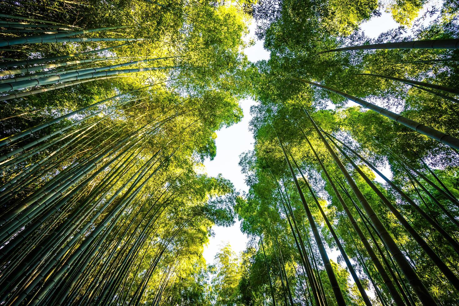 bambulund i skogen vid arashiyama i kyoto, japan foto