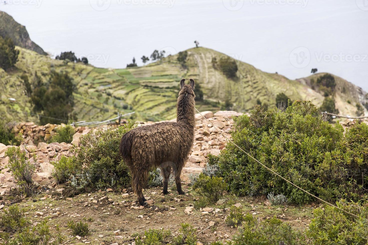 isla del sol på Titicacasjön i Bolivia foto