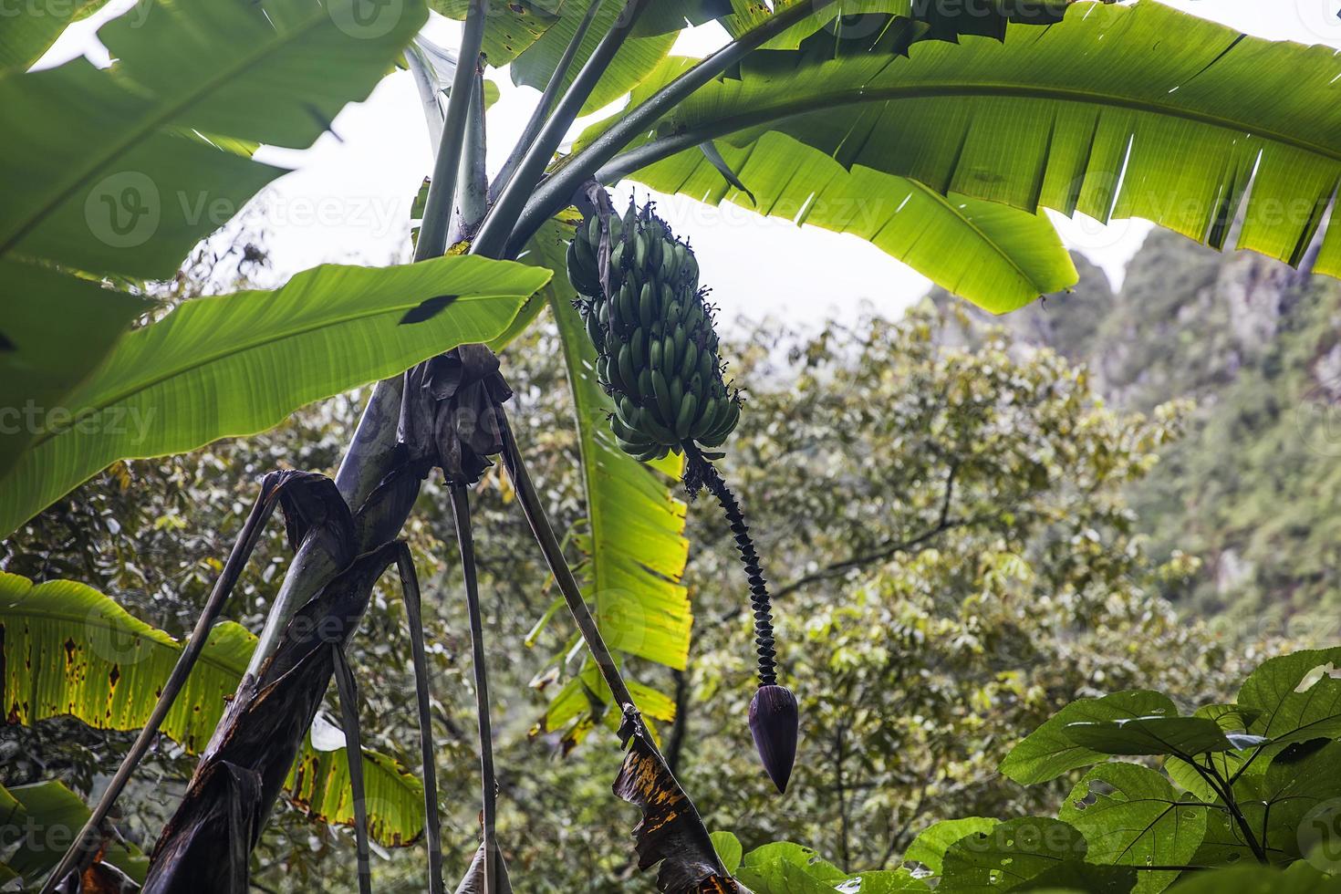 vy på bananplantage foto