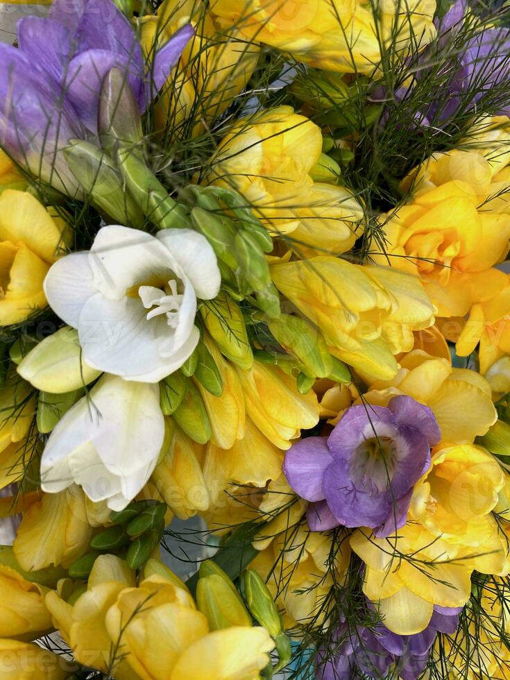 bukett av tulpaner närbild. Foto av färgrik skön blommor.