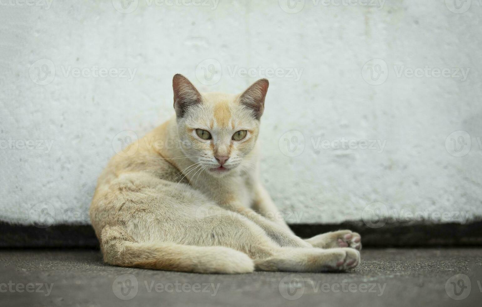 inhemsk katt liggande på cementgolv mager vit vägg. foto