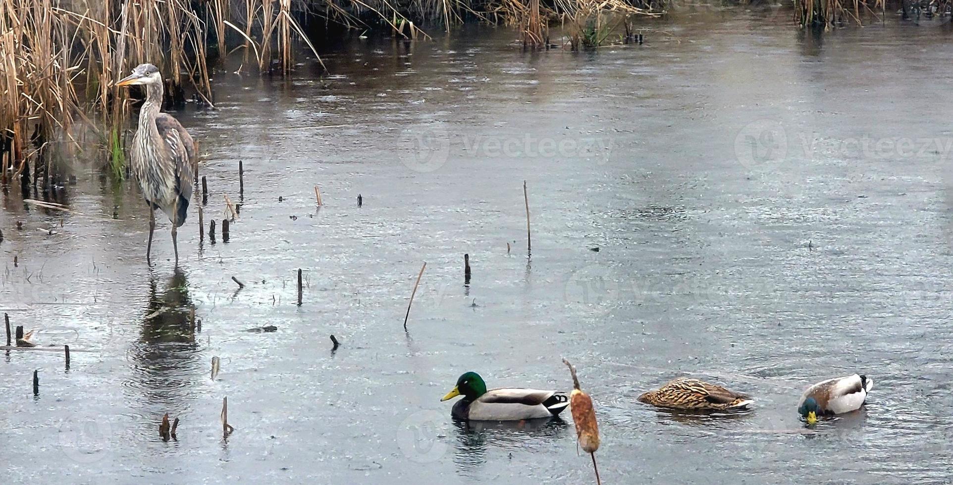 regn fylld vinter- damm med en blå häger och ankor foto