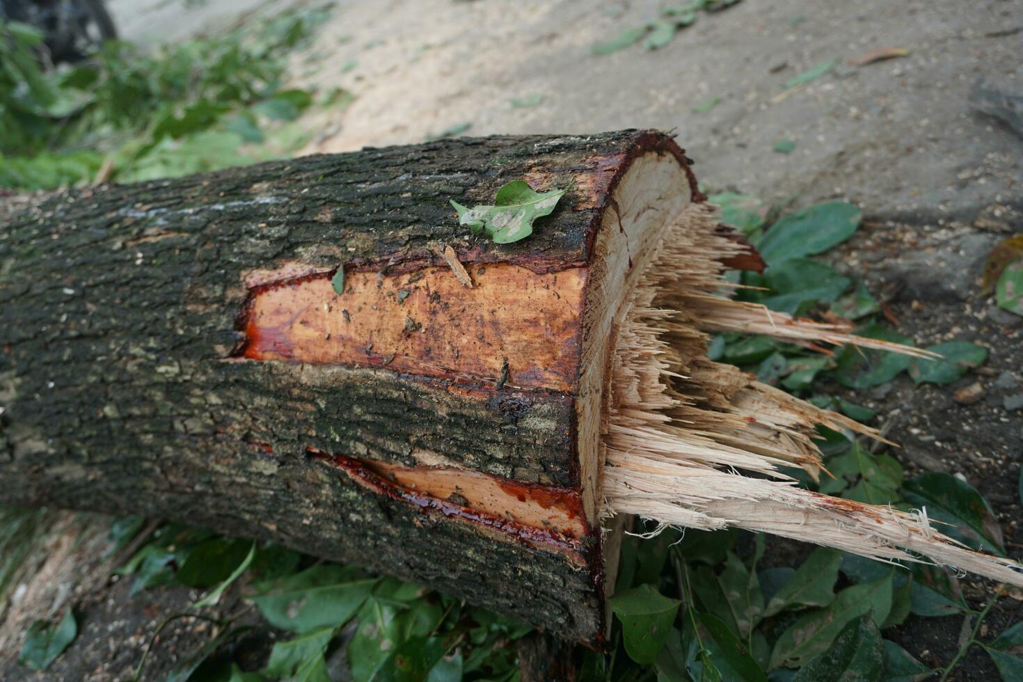 en nyligen fällda träd trunk foto