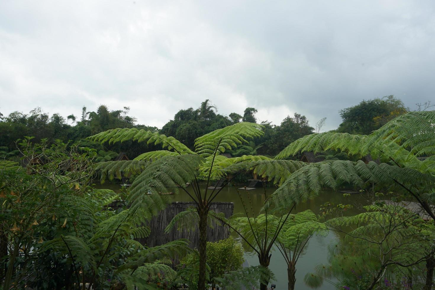 sphaeropteris lepifera, synonym cyathea lepifera, de borsta pott träd foto