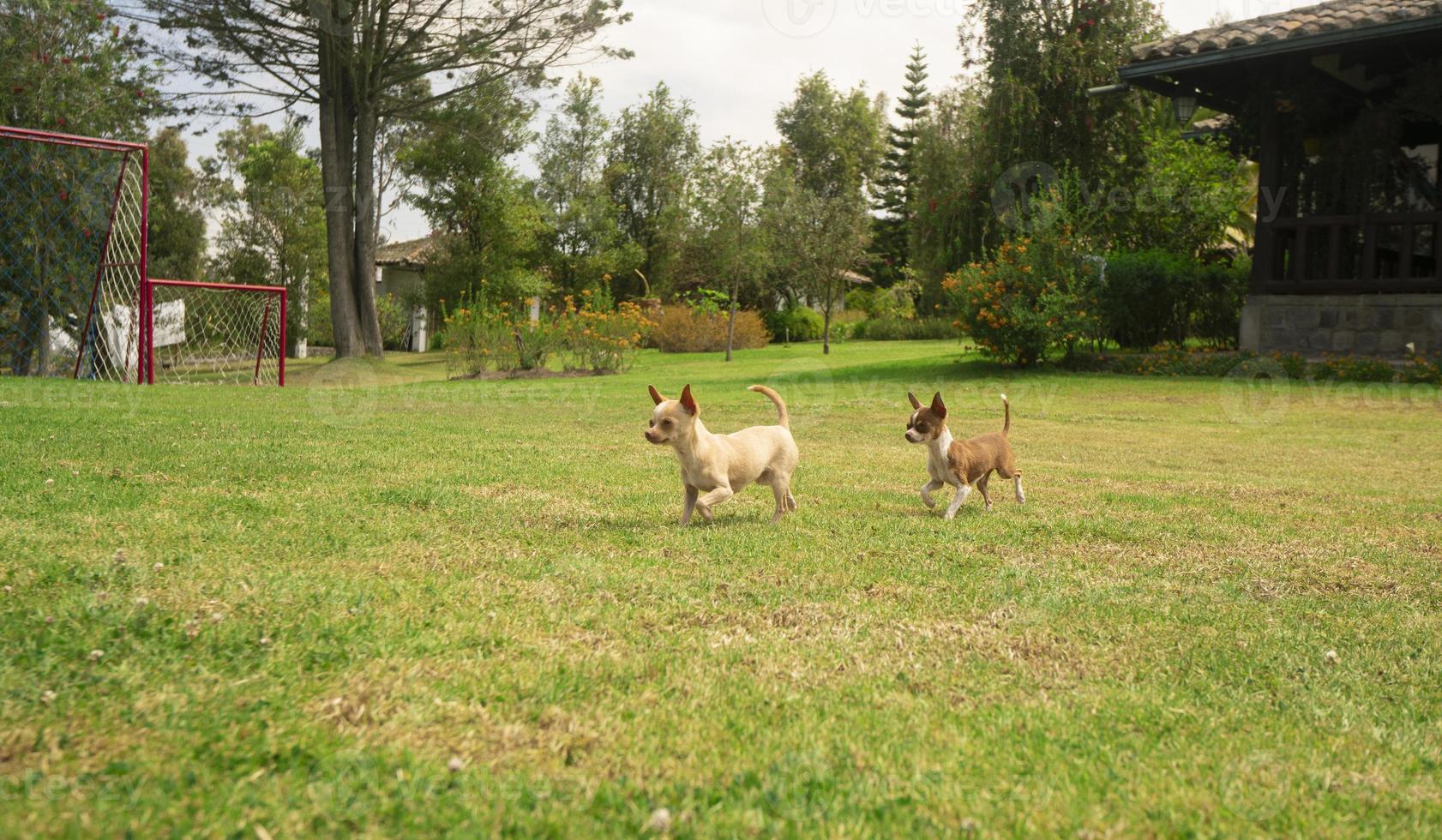 par av små ljus brun och vit pinscher valpar löpning i de mitten av deras Hem trädgård med bakgrund av defocused grön träd foto