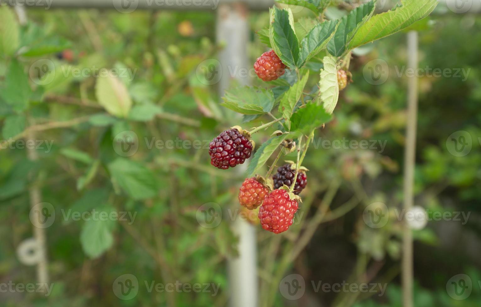 röd och mogen björnbär frukt hängande från de växt i de förgrund mot bakgrund av defocused löv på en solig dag foto