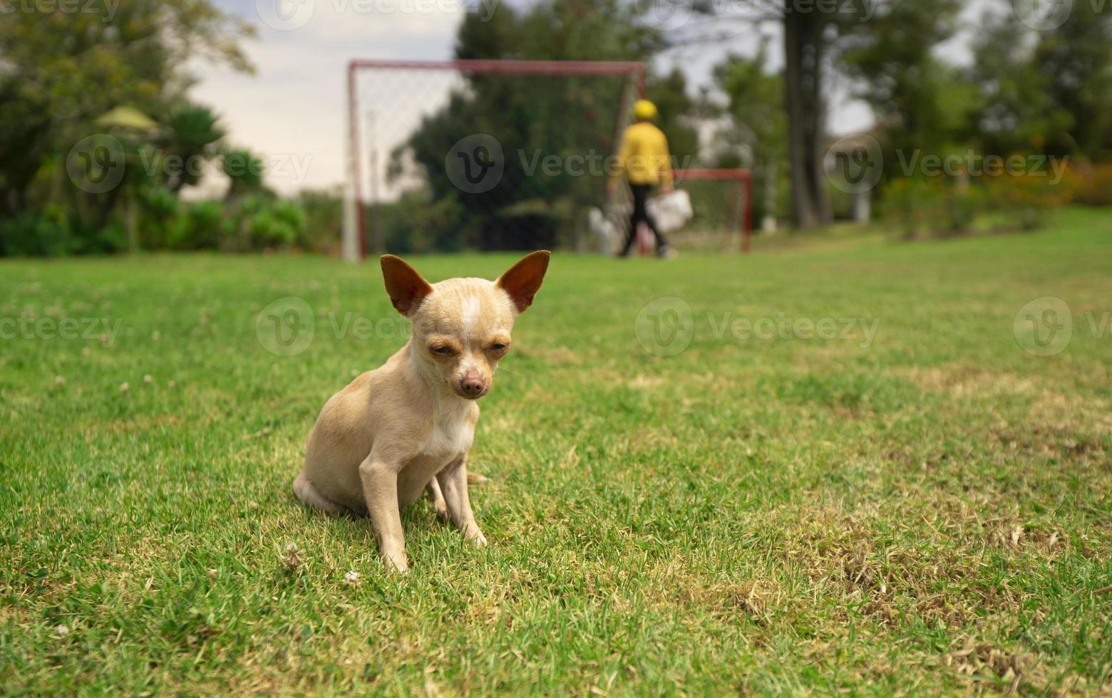 små ljus brun och vit pinscher valp Sammanträde på de gräs i de mitten av de parkera med bakgrund av defocused grön buskar foto