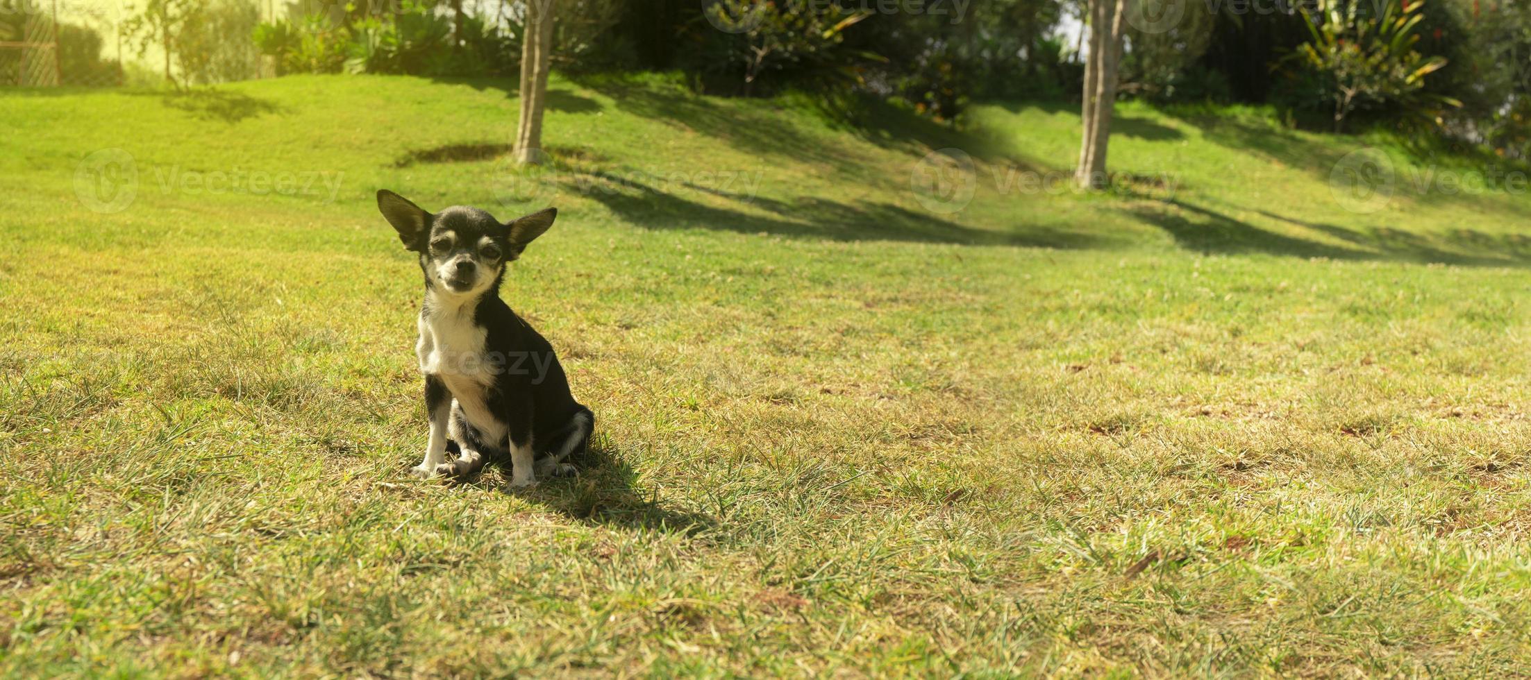 små ljus svart och vit pinscher hund Sammanträde i de mitten av de parkera med defocused grön träd bakgrund under en solig dag foto