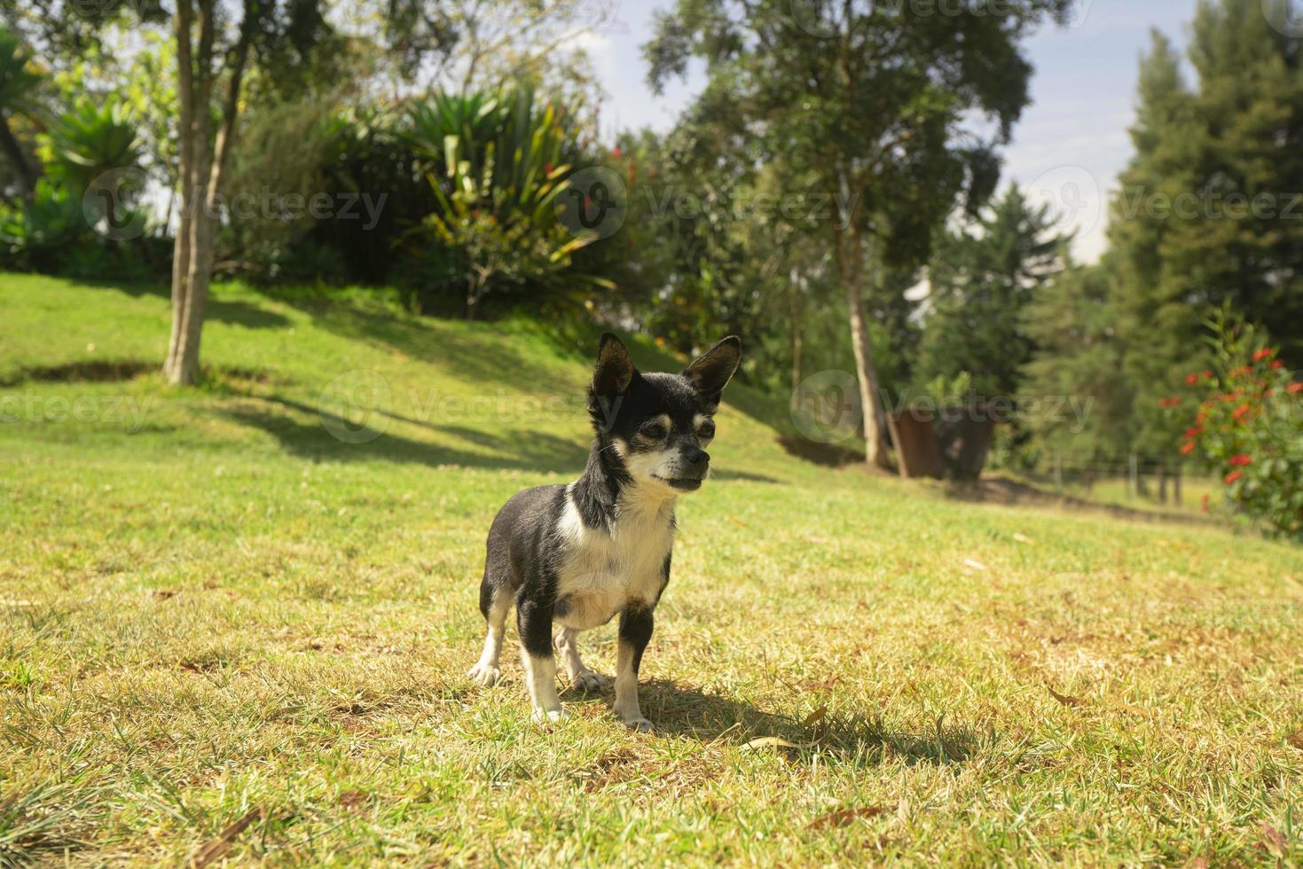 små ljus svart och vit pinscher hund gående i de mitten av de parkera med defocused grön träd bakgrund foto