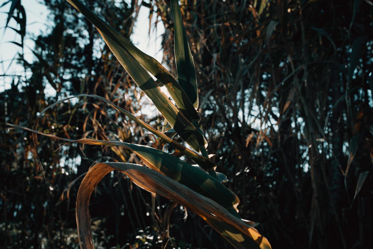 super närbild av en majsväxt med solfacklor som kommer igenom foto