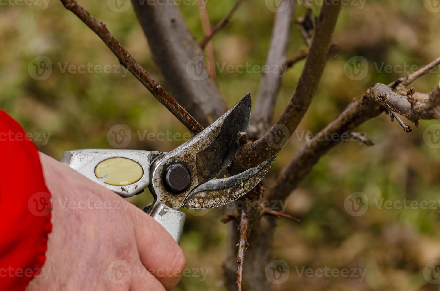 en trädgårdsmästare torkade plommon frukt träd med en beskärare. närbild. foto