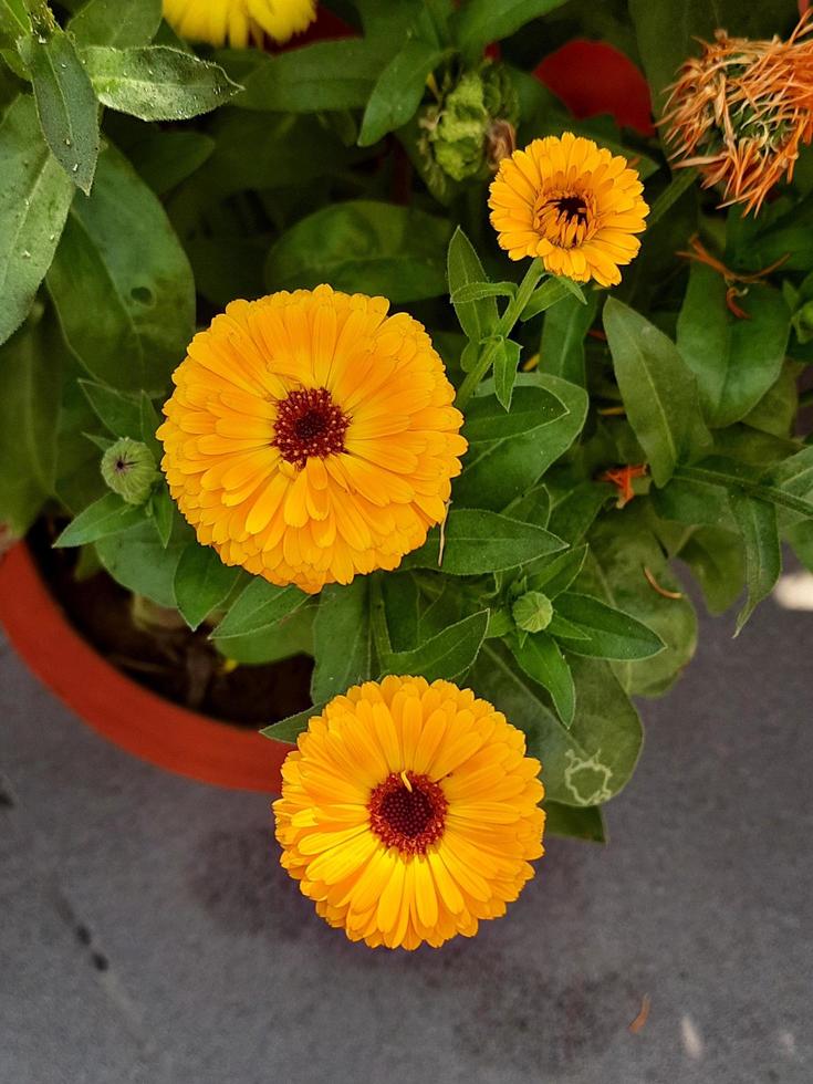 calendula blomma med löv fri Foto