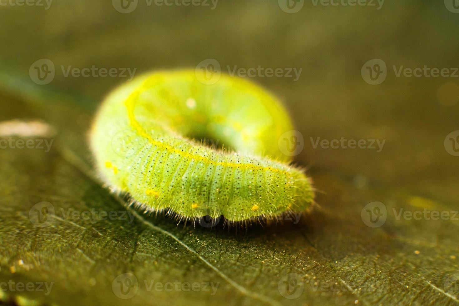 grön larv på blad foto