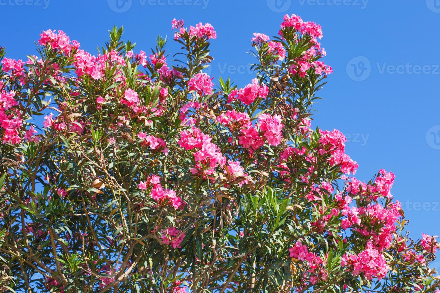 gren med rosa blommor på en blå himmel bakgrund foto