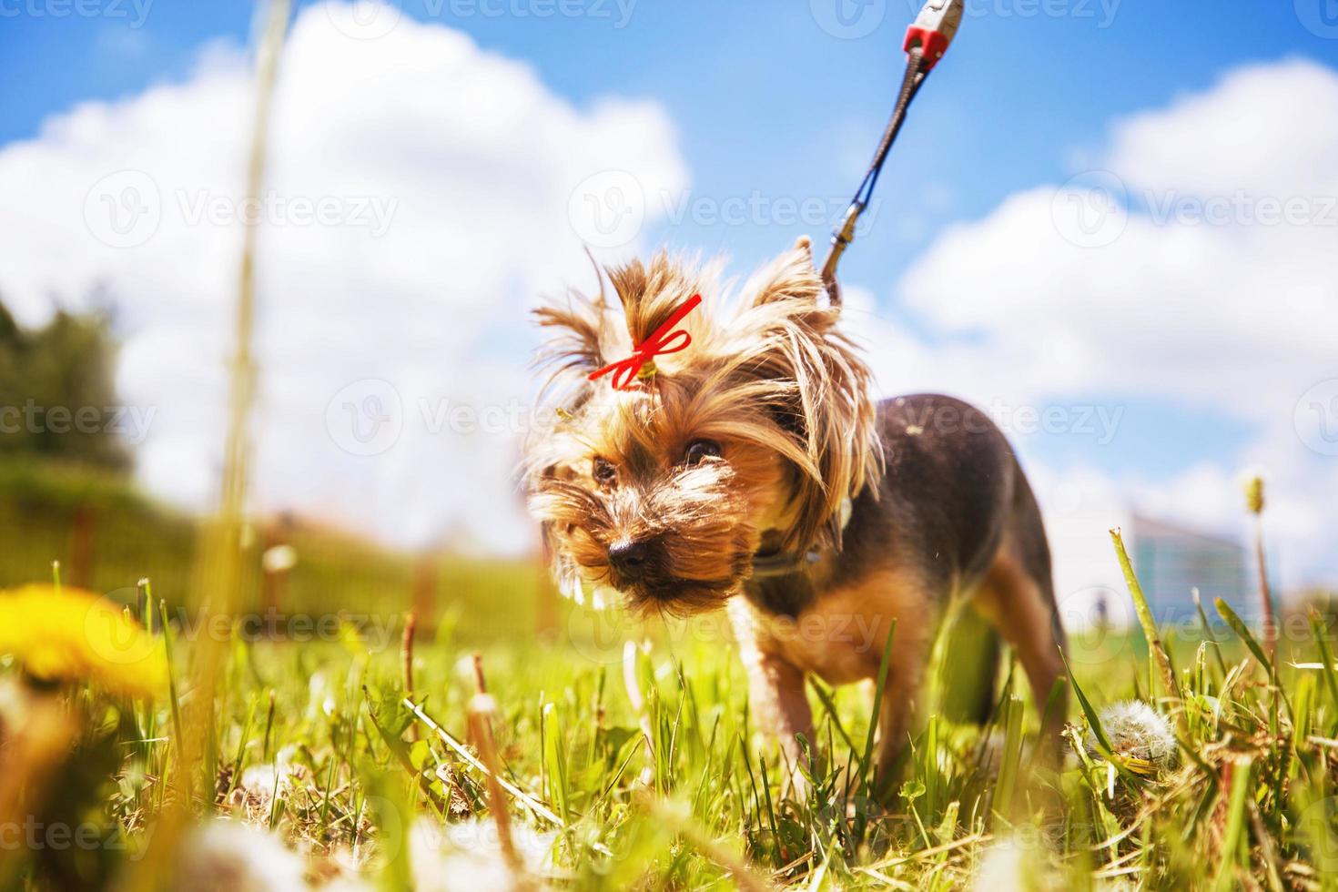 liten hund promenader i de parkera. en porträtt av en yorkshire terrier foto