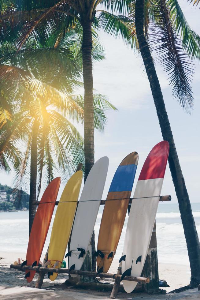många surfbrädor bredvid kokospalmer på sommarstranden med solljus och blå himmel foto