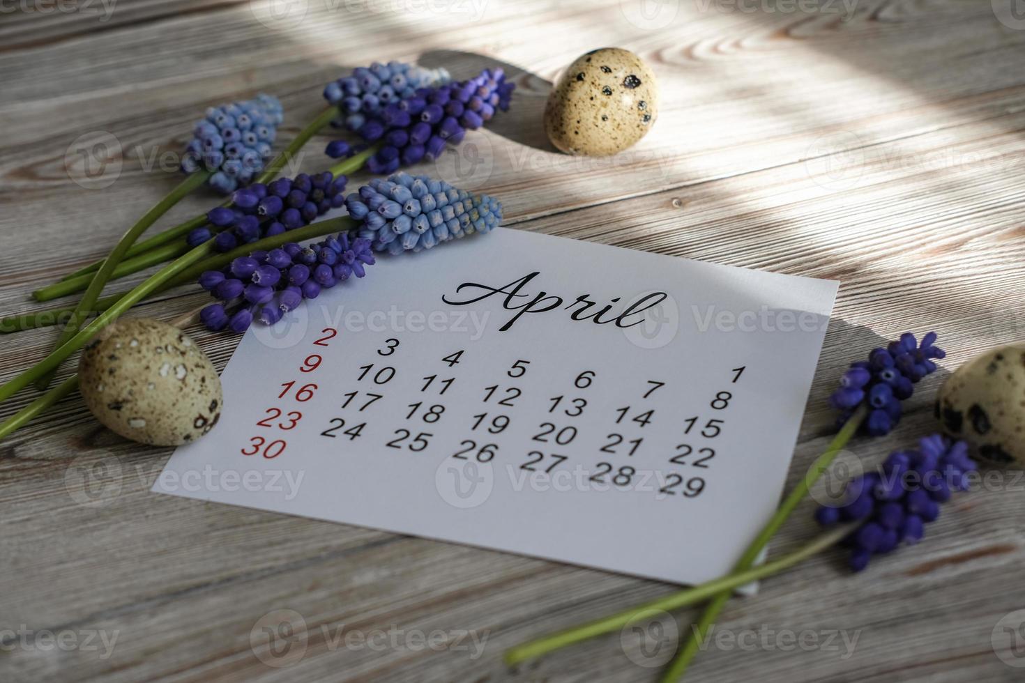 april kalender och vår blommor muscari foto