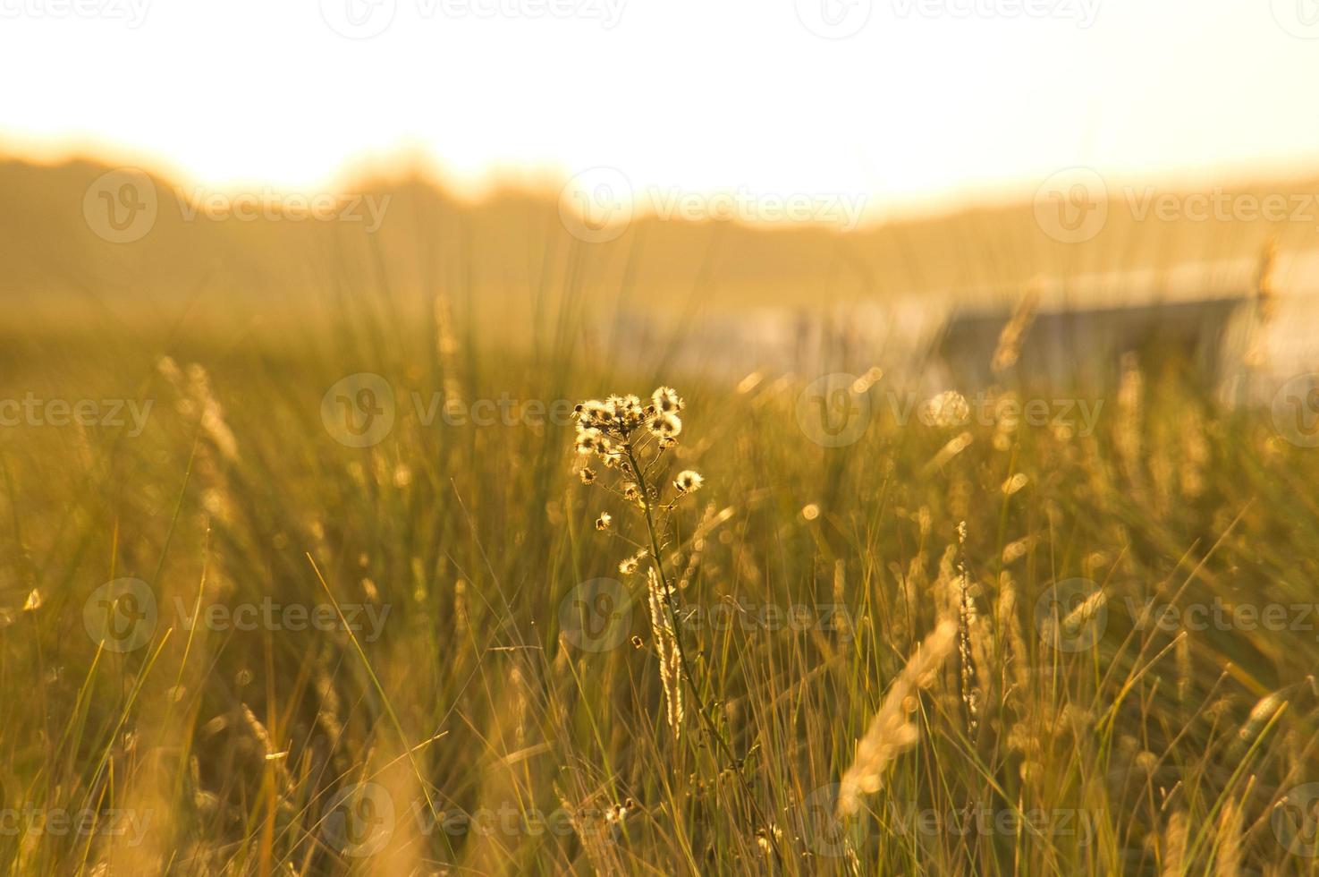 gräs äng med buskar och blommor på en dyn på de kust på solnedgång. natur foto