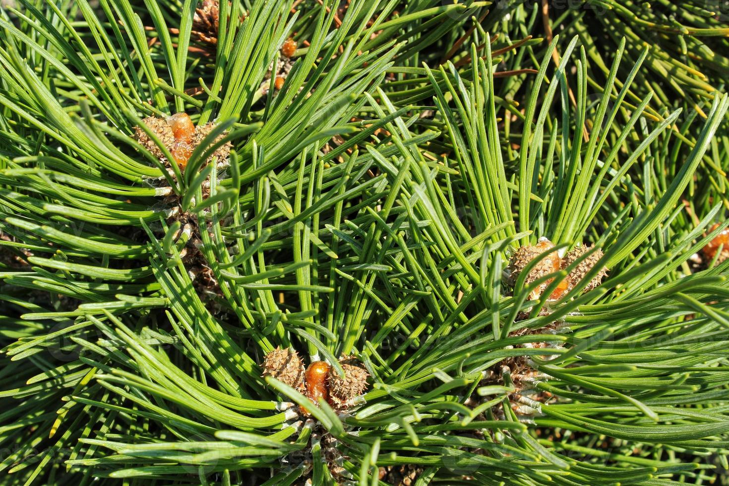 berg tall träd pinus mugo med knoppar, lång gren och barr. mughus pumilio cultivar dvärg- i sten parkera. sammansättning Pinaceae landskaps i japansk trädgård. natur botanisk begrepp. närbild foto